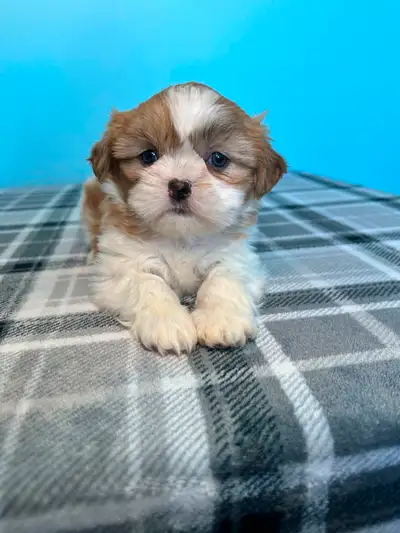 Purebred Shih Tzu Puppies!, View more