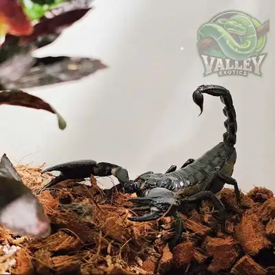 Asian Forest Scorpion – Adult Female (Proven Breeder), View more