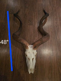 Real Kudu skull 