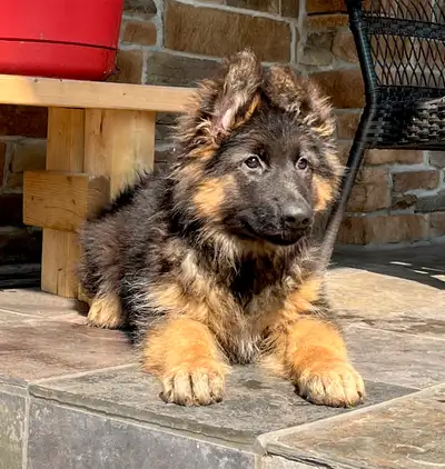 German shepherd puppies , View more