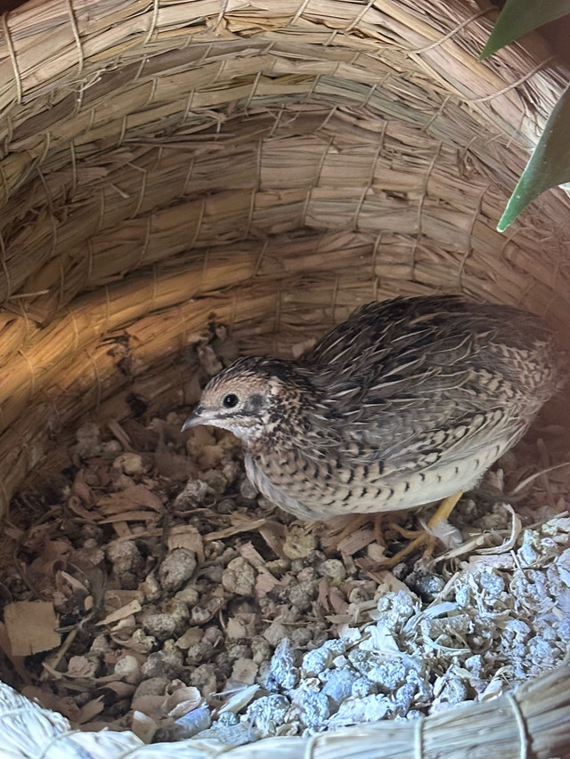 Button Quails / Caille de Chine dans Oiseaux à adopter  à Ville de Montréal - Image 4