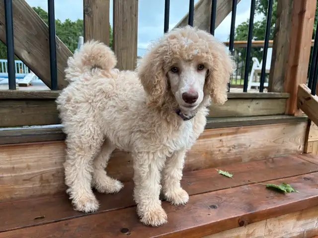 CKC Standard Poodle Puppies in Dogs & Puppies for Rehoming in City of Montréal - Image 3
