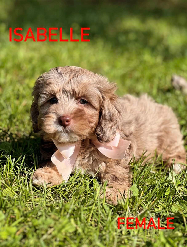 mini poodle x shihtzu puppies  in Dogs & Puppies for Rehoming in Ottawa - Image 3