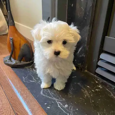 Maltese Puppies , View more