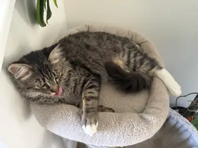 6 months old kitty Tabby, View more
