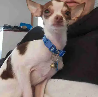 chien a vendre, View more