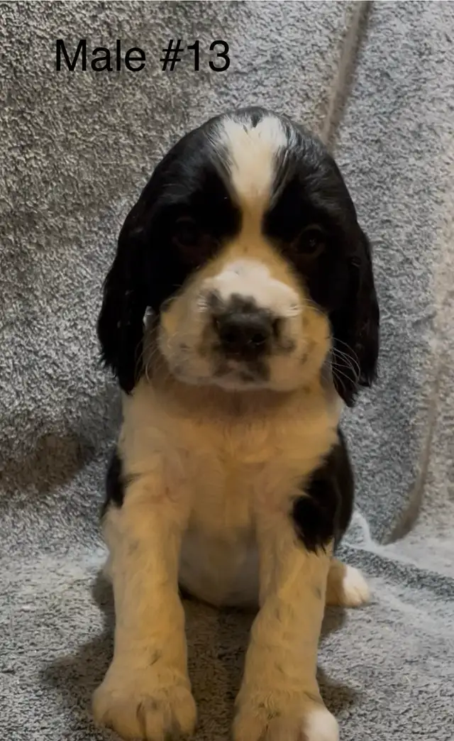 English Springer Spaniel Puppies in Dogs & Puppies for Rehoming in Hamilton - Image 3