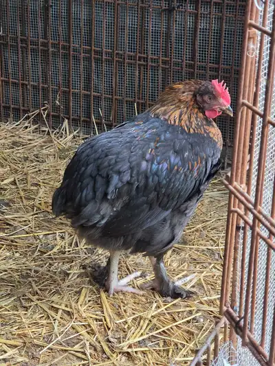 Copper Maran roosters., View more