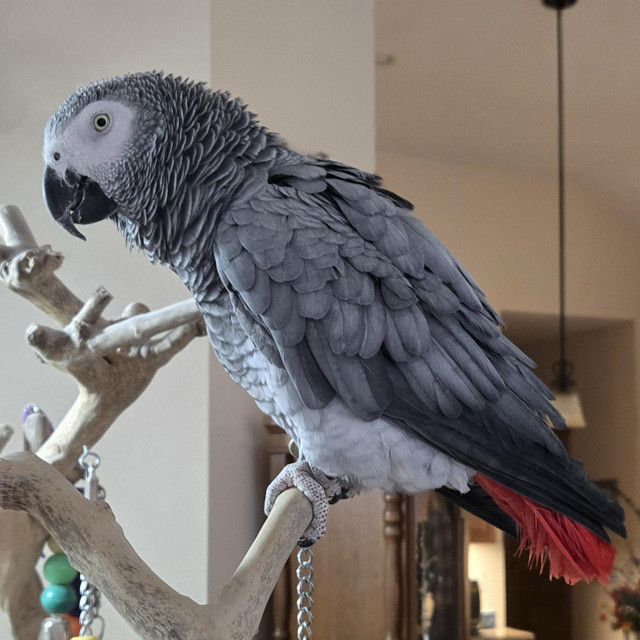 Bird Enthusiast Ready to Provide a Loving Home in Birds for Rehoming in Mississauga / Peel Region