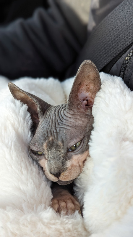 Sphynx 7 mois opérée - Femelle dans Chats et chatons à adopter  à Laval/Rive Nord - Image 2