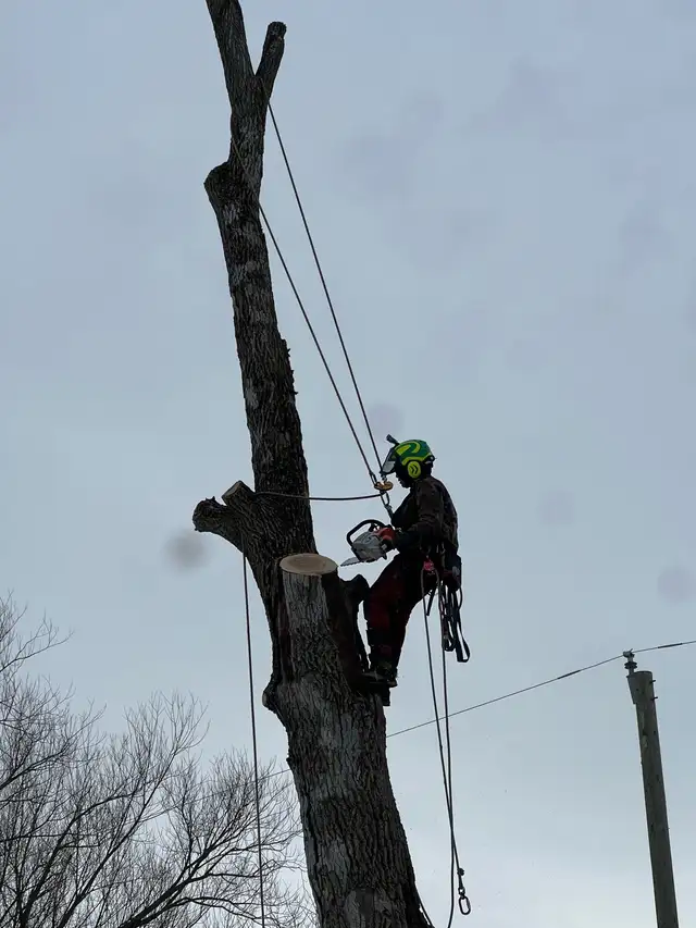 Tree Removal in Lawn, Tree Maintenance & Eavestrough in Oshawa / Durham Region - Image 2