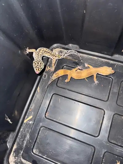 ball pythons , View more