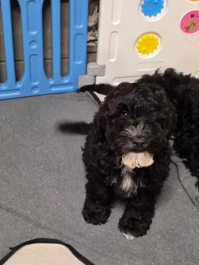3 male Black/White Cockapoos, View more