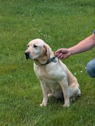 pure bred yellow labs, View more