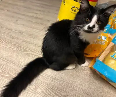 Girl kitten rehome, View more