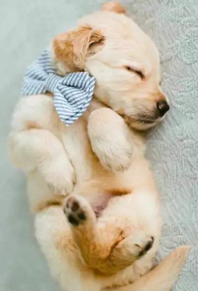 Raising calm, lovely, well behaved puppies, with an excellent temperament, and therapy dogs is our n...