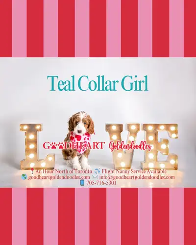 Adorable, non-shedding, red and white tuxedo Goldendoodle puppy. Health tested parents, including OF...