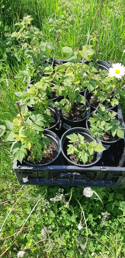 Thornless Raspberry plants, View more