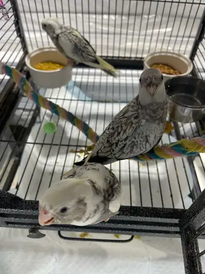 Cockatiel babies., View more