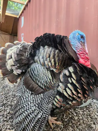 2 turkey toms available Located in Fort Erie $100 each Or Make offer
