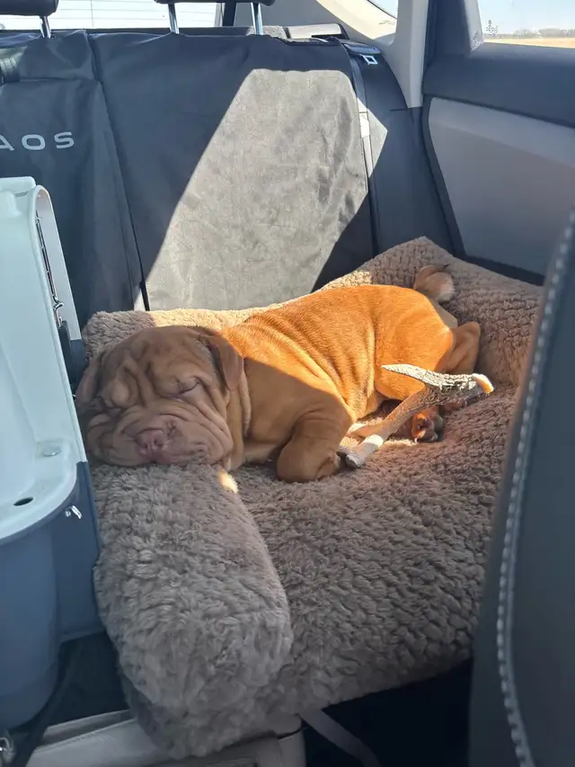 6 month old bulldog cross in Dogs & Puppies for Rehoming in Edmonton - Image 8