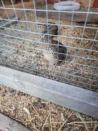 2 sets of breeding quail, 4 months old .females are just starting to lay.