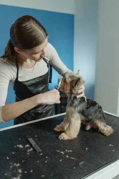 Pawsy Dog Care (Pet Care – Toronto), View more