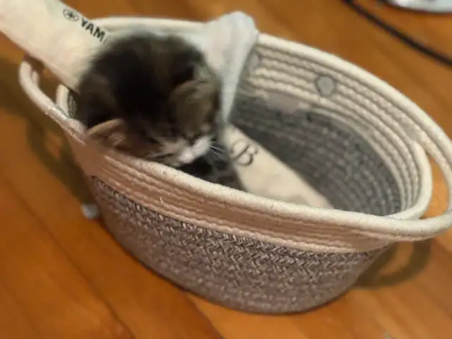 Chaton pour adoption in Cats & Kittens for Rehoming in City of Montréal - Image 3