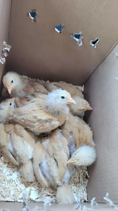 Buff Orpington Chicks , View more