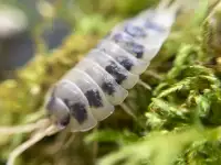 Dairy cow isopods 