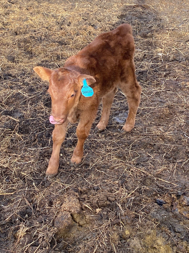 Cow calf pair in Livestock in Regina - Image 4