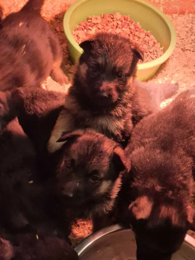 Puppies german shepherd/ Chiots berger allemand in Dogs & Puppies for Rehoming in Moncton - Image 7