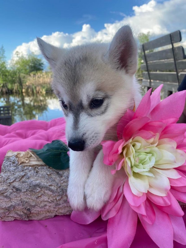 4 Beautiful pomsky puppies Dogs & Puppies for Rehoming Kelowna Kijiji