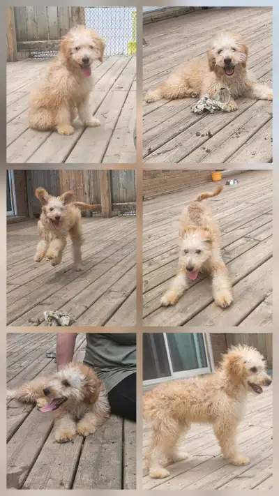F1b mini Goldendoodle puppy -1 male left, View more