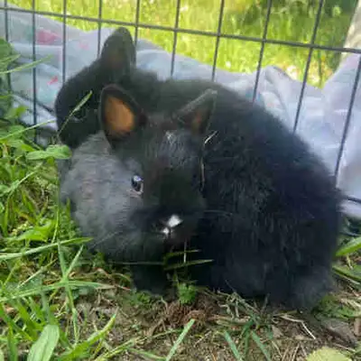 Netherland dwarf bunnies, View more