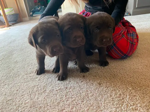 Pure bred lab puppies for sale! in Dogs & Puppies for Rehoming in Sudbury - Image 2