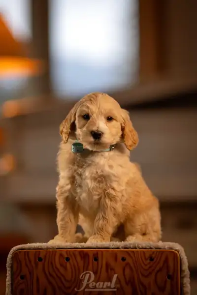 F1B midsize Goldendoodle puppies, View more