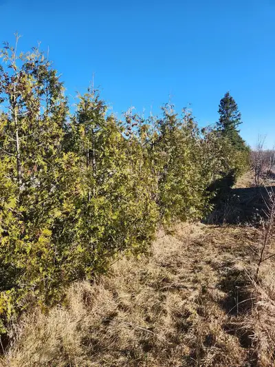 We are excited to announce that we are now accepting pre-orders for Cedar trees for the 2024 season!...