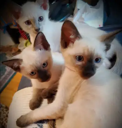 ♀️♂️Sublimes Chatons Siamois Vaccinés♡Siamese Kittens Vaccinated, View more