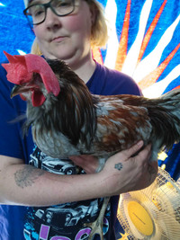 Free rooster 