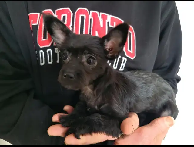 Puppies  for  sale  Chihuahua  cross  Maltese in Dogs & Puppies for Rehoming in Kitchener / Waterloo - Image 5