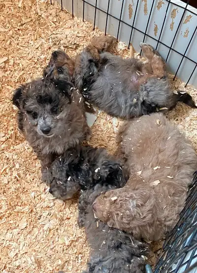 We have 6 F1B Mini Aussiedoodle puppies available from our Dec13/24 litter. There are 2 Merle Boys a...