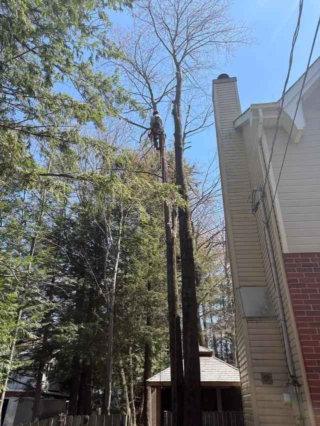 Pruning and Tree Trimming595971078452029447