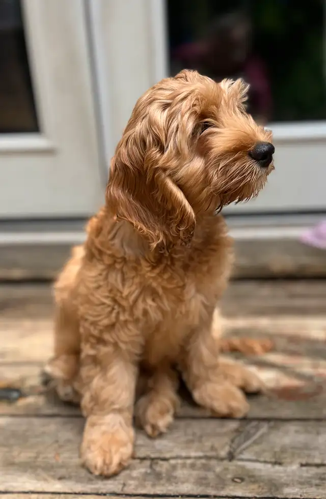 Cute cockapoo puppy in Dogs & Puppies for Rehoming in Kitchener / Waterloo - Image 5