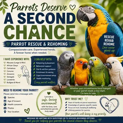 Parrot Rescue, View more