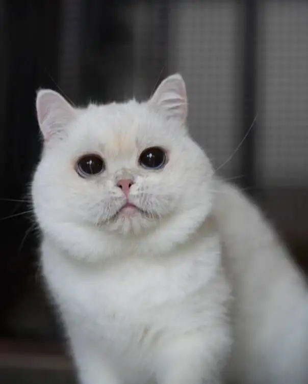 3.5 year old silver point British shorthair boy in Cats & Kittens for Rehoming in Markham / York Region - Image 4