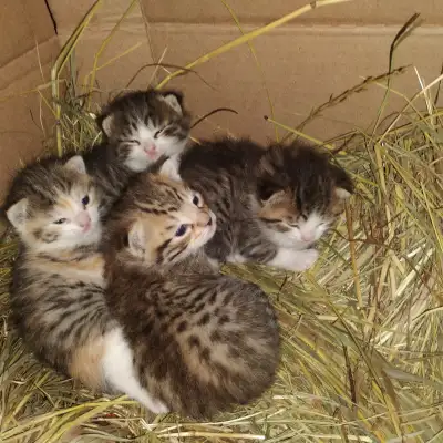 Beautiful kittens, View more