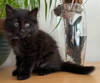 Chaton mâle 2 mois , va à la litière, View more