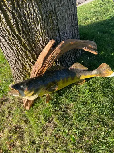 Vintage mounted pickerel fish, View more