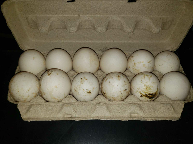 Duck hatching eggs  in Livestock in Peterborough